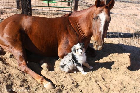 The Best Horse And Pup Friendships Ever Dogvacay Official Blog