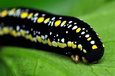 Black swallowtail caterpillar in its green chrysalis. black caterpillar with yellow and white spots | Ninoy ...