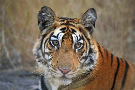 Royal Bengal Tiger Face Closeup Shot Panthera Tigris Panna Tiger