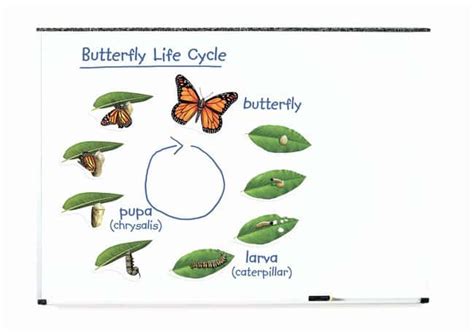 Life Cycle Of Butterfly Model