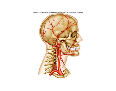 Carotid artery , one of several arteries that supply blood to the head and neck. Arteries of the head and neck - PurposeGames
