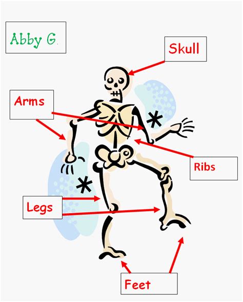 Basic Labeled Skeleton