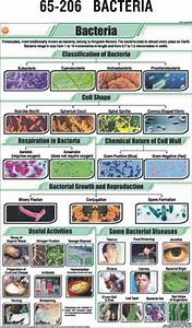 Microbiology Bacteria Chart
