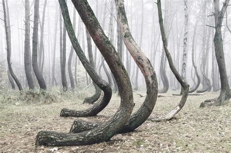 Polands Mysterious Crooked Forest Populated With 400 Bent Pine Trees