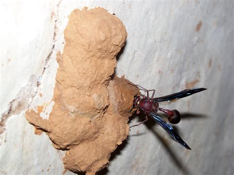 This Senegalese Life Mud Wasps
