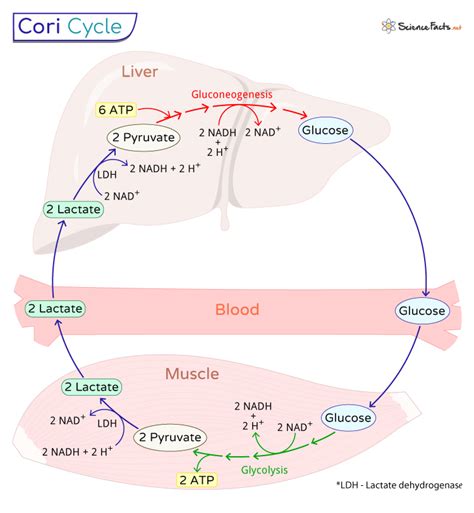 Cori Cycle Definition Steps Importance And Diagram