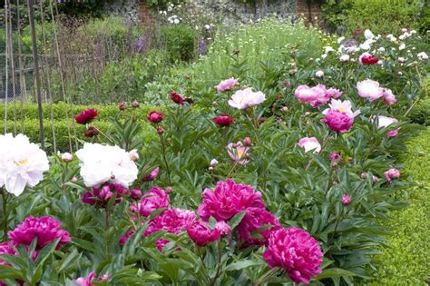 12 Surprising Facts All Peony Enthusiasts Should Know Planting Peonies Growing Peonies
