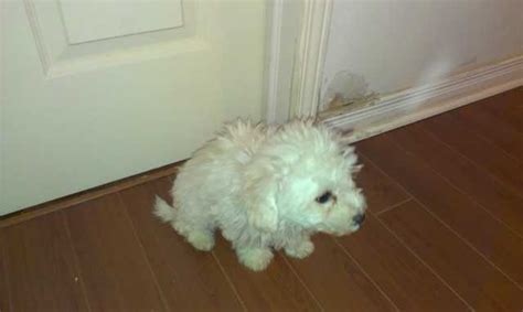 Bichon Frise For Sale For Sale Adoption From Brampton