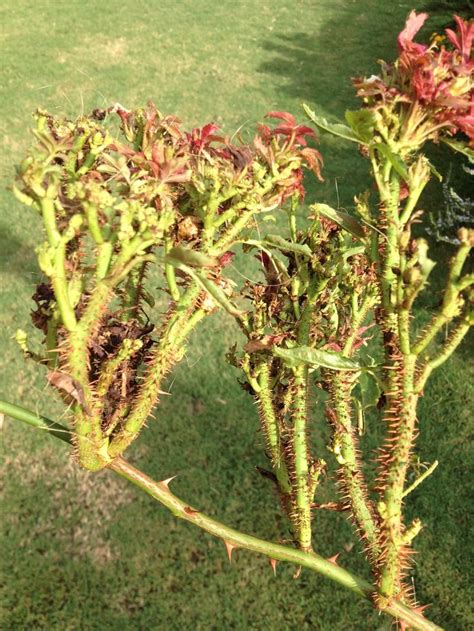 Learn The Signs And Dangers Of Rose Rosette Disease Rosette Disease