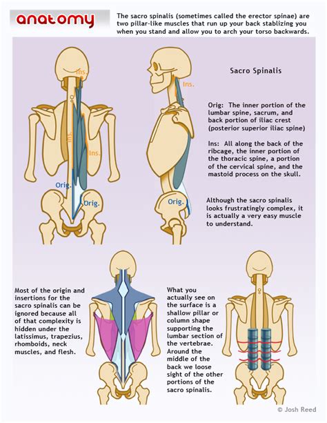 Front view of muscles, skeleton, organs, nervous system. Drawsh: Sacro Spinalis