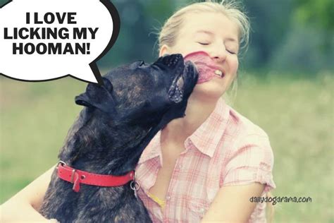 Why Do Dogs Lick Their Lips When You Pet Them Dog Care Tips And