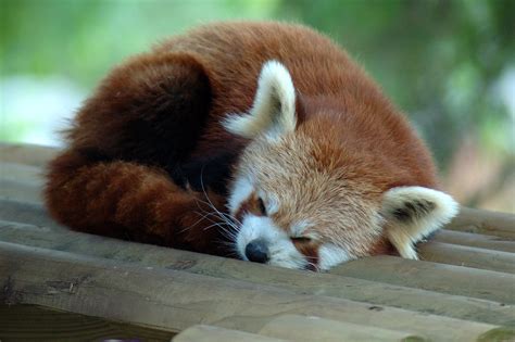 Sleeping Firefox Red Panda Bear Cat Red Fox Or Fire
