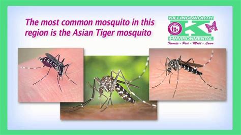 Killingsworth Mosquito Hd720 Asian Tigers Mosquito Pest Control
