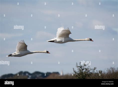 Two Mute Swans Cygnus Olor In Flight At Lymington Keyhaven Nature