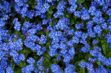 Blue Hepatica Flowers Hd Wallpaper Wallpaper Flare