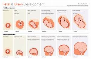 Prenatal Development Fetal Development Fetus Development