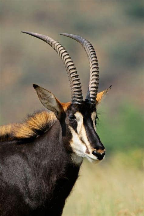 Top 16 Most Elegant Antelope In Africa Sable Antelope African