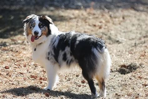 Why Do Australian Shepherds Have Docked Tails Anything German Shepherd