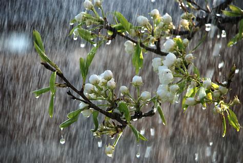 Beautiful Spring Rain Desktop Wallpapers Top Free Beautiful Spring
