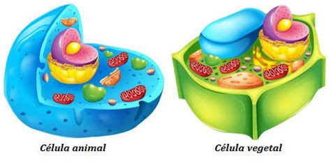 Diferenças Entre As Células Animais E Vegetais Biologia Net