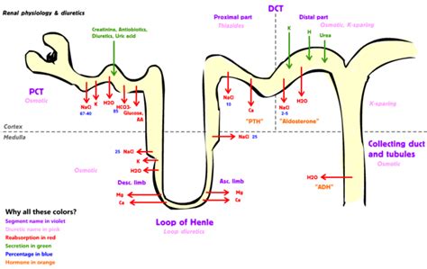 An Image Of Nephron Anatomy And Physoloy With The Diagram Below