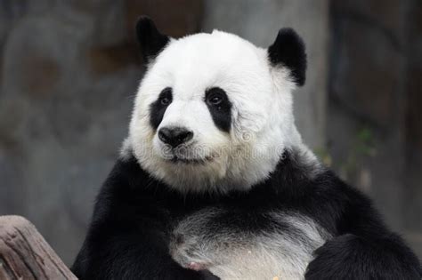 Sweet Fluffy Panda In Thailand Lin Hui Stock Image Image Of