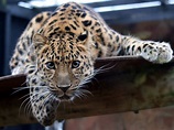 File:Leopard in the Colchester Zoo.jpg - Wikipedia