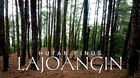 Mengunjungi Hutan Pinus Lajoangin Kabupaten Barru Youtube