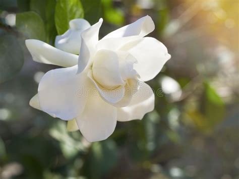 Kwiat Gardenia Jasminoides Znany Jako Kwiat Przylądka Jasmine