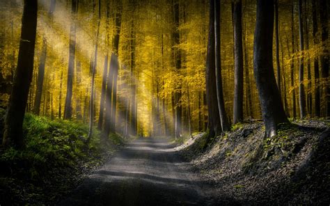 1920x1200 Forests Roads Rays Of Light 1200p Wallpaper Hd Nature 4k