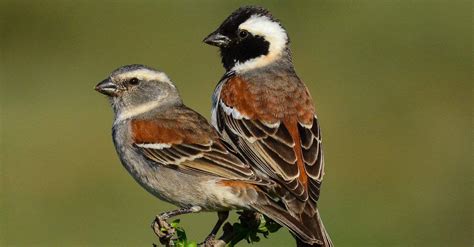 Sparrow Bird Facts Az Animals