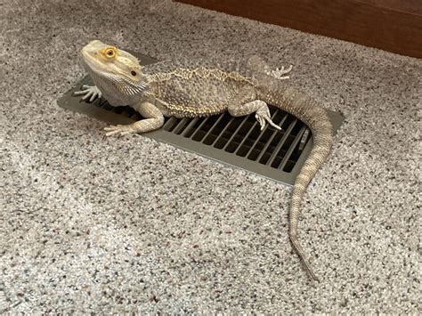 29 How To Clean Bearded Dragon Poop Off Carpet Ultimate Guide