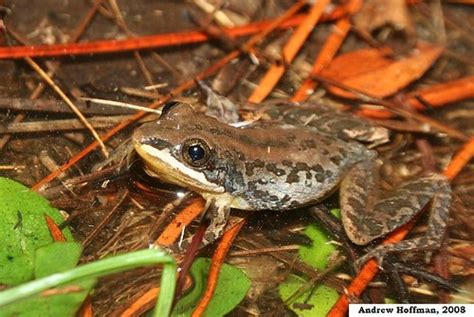 Primarily terrestrial, the southern chorus frog breeds in both upland and bottomland pools with grassy margins but may move into open upland forests when not breeding (mount 1975). Pseudacris nigrita nigrita (Southern Chorus Frog ...