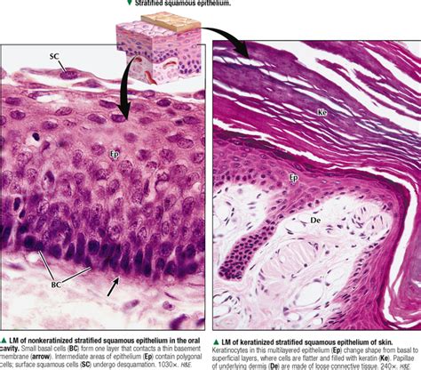 Epithelium And Exocrine Glands Basicmedical Key