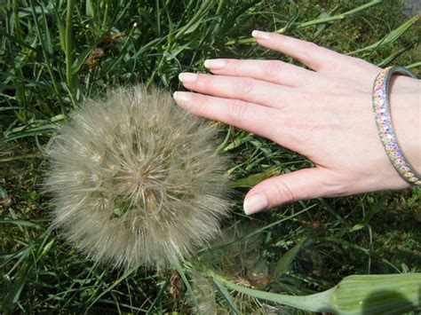 Giant Dandelion The Biggest Dandelion Ive Ever Seen This Flickr