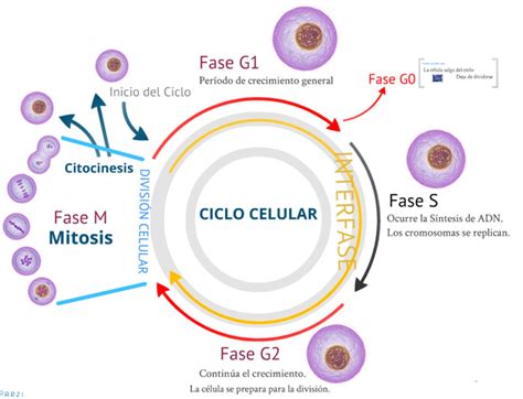 Ciclo Celular Y Meiosis