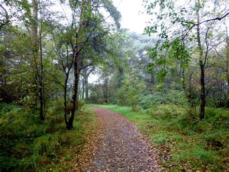 Fallen Leaves Along The Loughmacrory © Kenneth Allen Geograph Ireland