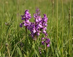 Images Of Orchids In The Wild - One of the most popular native orchids ...