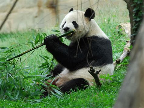 How Pandas Survive On Their Bamboo Only Diet Science Aaas