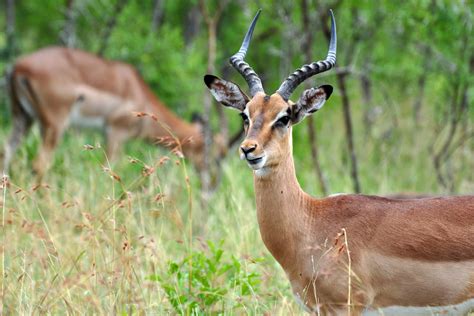 Kapama Game Lodge Impala Antilopen 1 Foto And Bild Africa Southern