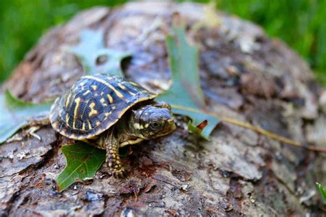Ornate Box Turtle For Sale Baby Box Turtles For Sale Hatchlings Online