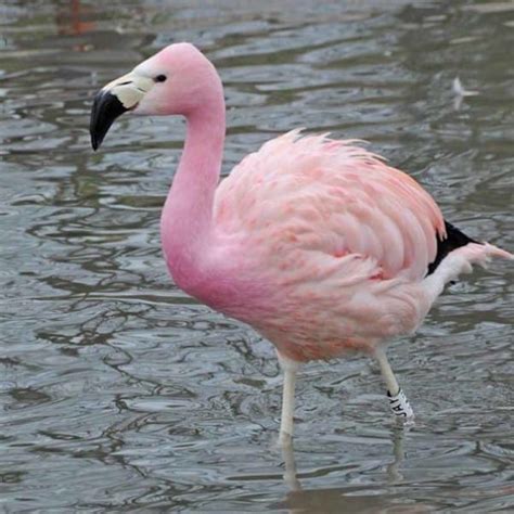 Every One Of These Pink Animals Can Be Found In Nature Theyre Beautiful