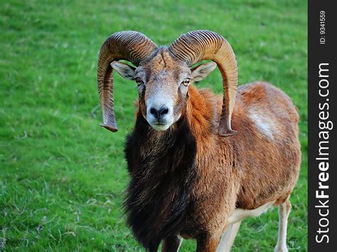 European Mouflon Sheep Free Stock Images And Photos 9341559