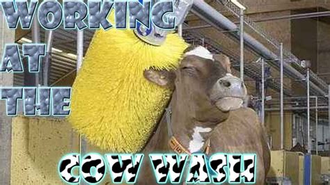 Working At The Cow Wash Youtube