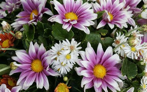 Purple White Chrysanthemum Flowers Flowers 4k Ultra Hd