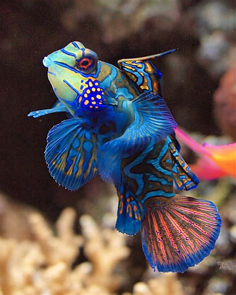 Beautiful Mandarin Dragonet Aka Mandarin Goby Fish Deep Sea
