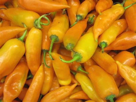 Aji Amarillo Guide Heat Flavor Uses Pepperscale
