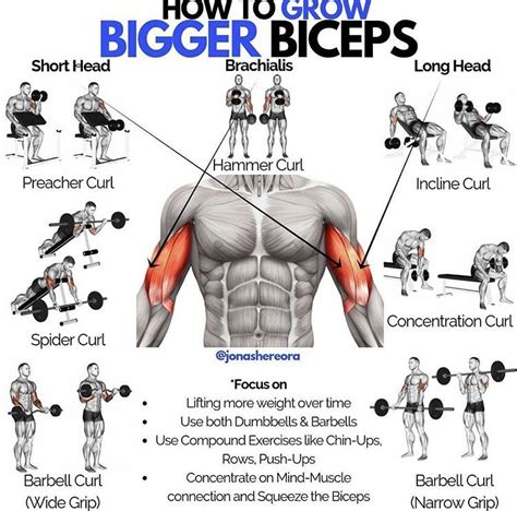 Dumbbell Bicep Workout Big Biceps Workout Bicep And Tricep Workout