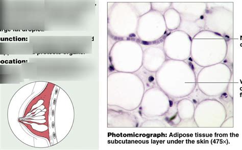 Adipose Connective Tissue Diagram Quizlet