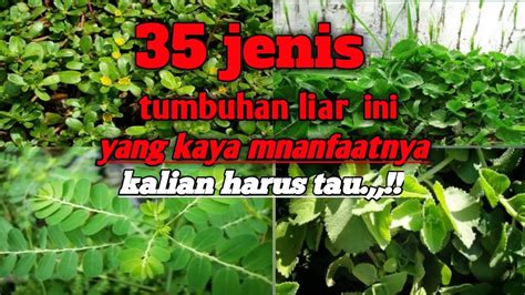 It is actually a type of weed that originated from middle east from where it later spread to bermuda and north america, african savannah and india. Tanaman liar dan rumput liar yang bisa di jadikan obat ...